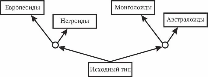 Рис 86 Дивергенция основных групп современного человека С проблемой - фото 45