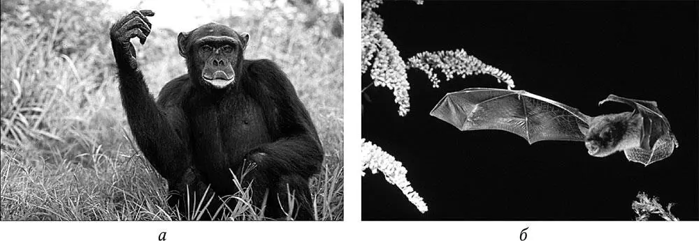 Рис 21 Примеры гомологичных органов а рука обезьяны б крыло летучей - фото 6