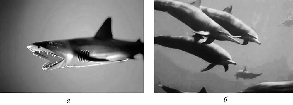 Рис 22 Примеры конвергенции а форма тела акулы б форма тела дельфина - фото 7