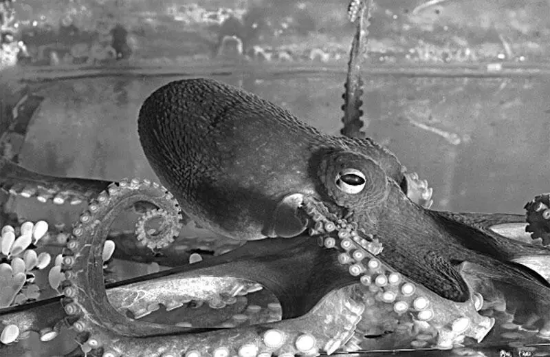 Рис 82 Осьминог способен к весьма сложным формам научения Поскольку в - фото 34