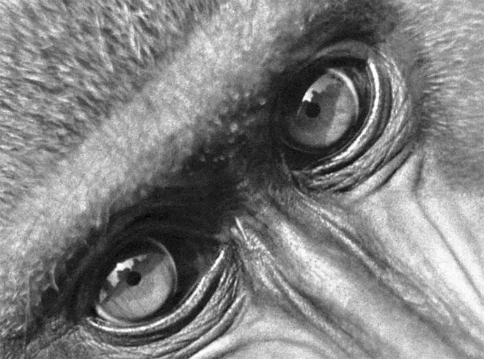 Рис 104 Павианы демонстрируют исключительно высокий для низших обезьян - фото 49