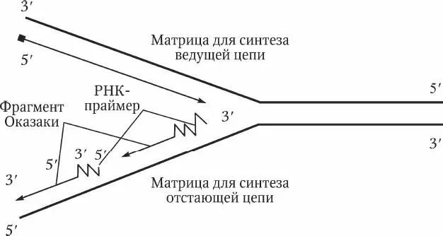 Рис 23 Схема репликации ДНК На двух материнских нитях синтез происходит - фото 5