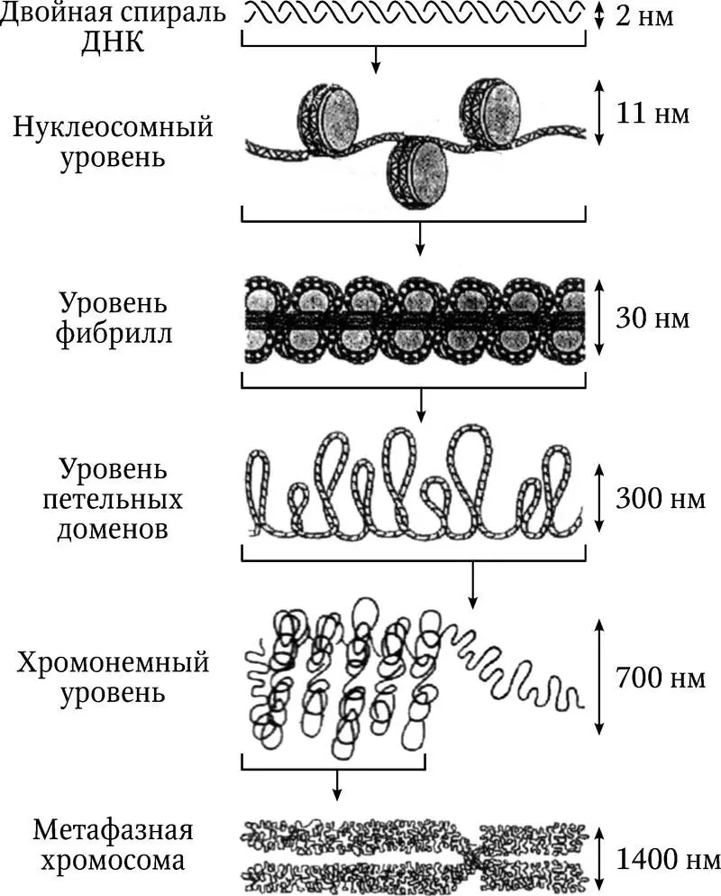 Рис 32 Уровни организации хроматина эукариот У некоторых организмов наряду - фото 8