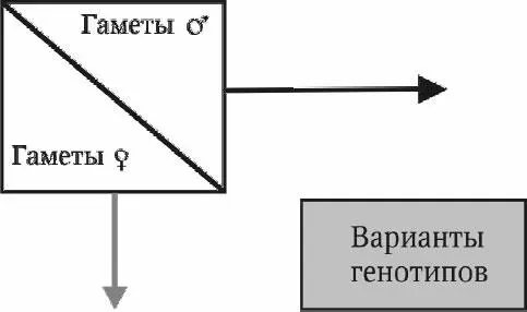 Рис 41 Решетка Пеннета Число возможных вариантов гамет генотипов и - фото 12