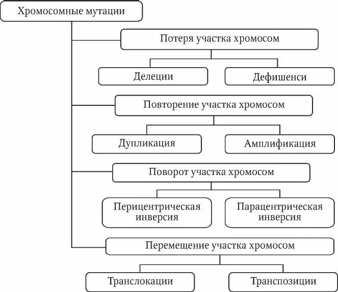 Рис 52 Хромосомные мутации Явление амплификации можно наблюдать при - фото 18