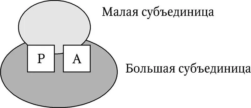 Рис 64 Структура рибосомы Как уже говорилось выше рибосомы эукариот имеют в - фото 30