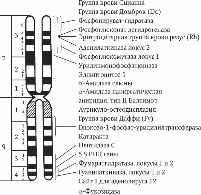 Рис 103 Маркеры обозначение полос и некоторые локусы 1й хромосомы человека - фото 46
