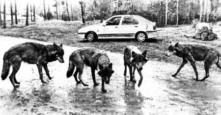 Волки мрачно изучали нас В 1972 году европейское сафари открылось при - фото 4