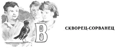 Весной под большой дуплистой берёзой мы подобрали скворцаСорванца Он сидел - фото 10