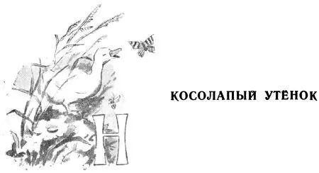 На лесной опушке мы нашли выводок утят Они были совсем маленькие каждый не - фото 30