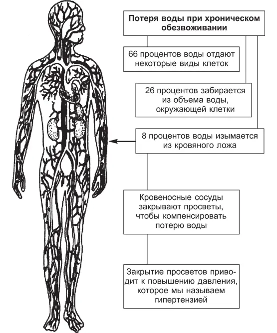 Рис 71 Сердечнососудистая система тела приспосабливается к потере объема - фото 3