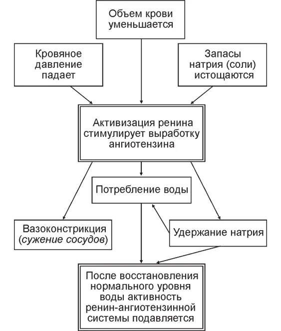 Рис 72 Модель физиологических процессов которые активизируют или подавляют - фото 4