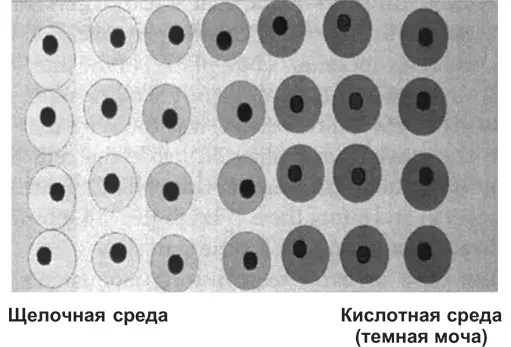 Рис 81 Нервные окончания регистрируют изменения в химической среде Мозг - фото 5