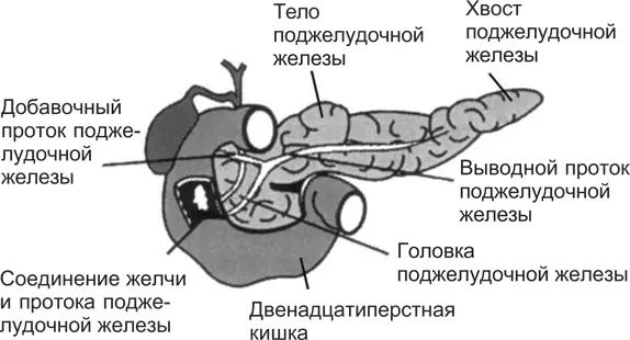 Рис 84 Схематическое строение поджелудочной железы Внутри привратника - фото 8