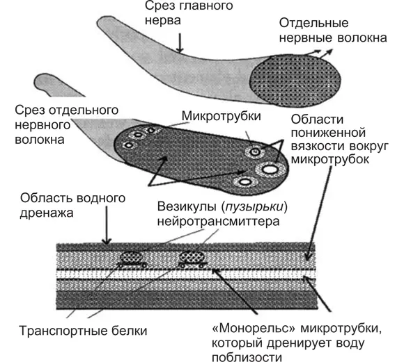 Рис 101 На схеме отдельного аксона в разрезе видны микротрубки и области - фото 9