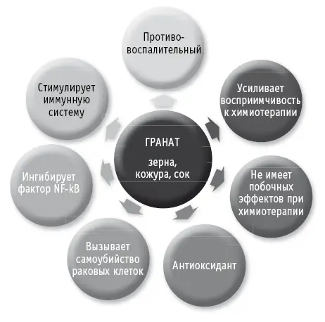 Гранат снижает влияние токсинов цисплатина химиотерапевтическое средство - фото 75