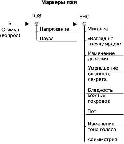 Признаки ВНС являются важным источником информации о правдивости или ложности - фото 25