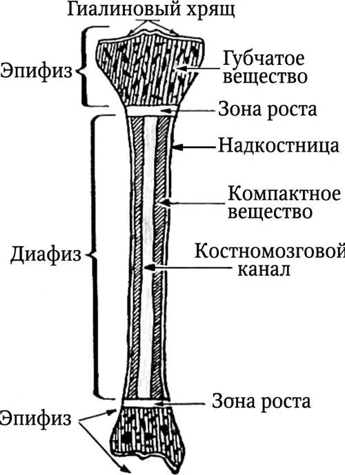 Рис 28 Схема строения трубчатых костей Кость взрослого человека имеет в - фото 33