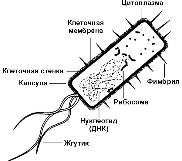Рис 41 Различия между прокариотическими клетками бактерий и сложными - фото 10