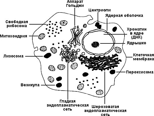 Рис 41 Различия между прокариотическими клетками бактерий и сложными - фото 11