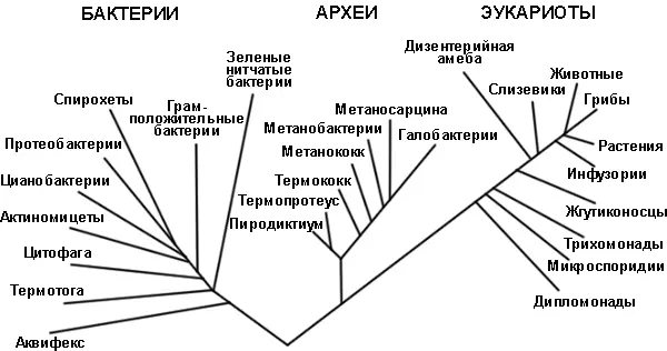 Рис 43 Древо жизни основанное на рибосомальной РНК показывающее открытое - фото 13