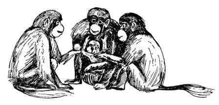 300 400 обезьян в стаде гелад не редкость Правда в таком количестве - фото 23