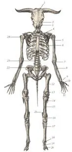 иллюстрация 1 1 Frontal bone 2 Zygomatic arch 3 Nasal bone 4 - фото 37