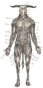 иллюстрация 2 1 Frontalis 2 Orbicularis oculi 3 Zygomaticus major 4 - фото 38