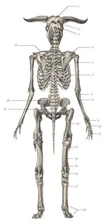 иллюстрация 3 1 Parietale 2 1st cervical vertebra 3 Zygomatic bone 4 - фото 39