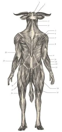 иллюстрация 4 1 Obliquus capitis superior 2 Adductor of the auricle 3 - фото 40