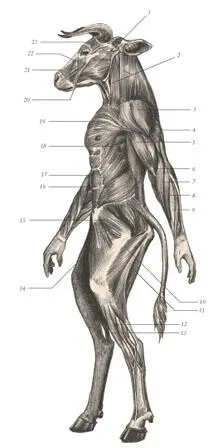 иллюстрация 6 1 Masseter 2 Brachiocephalicus 3 Deltoid 4 Triceps - фото 42