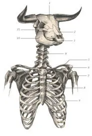 иллюстрация 7 1 Frontal bone 2 Nasal bone 3 Incisival bone 4 - фото 43