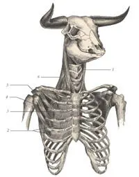 иллюстрация 8 1 Sternomastoideus 2 Intercostalis internus 3 - фото 44
