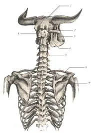 иллюстрация 9 1 Parietal bone 2 Zygomatic arch 3 Maxilla 4 Mandible - фото 45