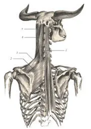 иллюстрация 10 1 Longissimus dorsi 2 Rhomboideus parvus 3 Levator - фото 46