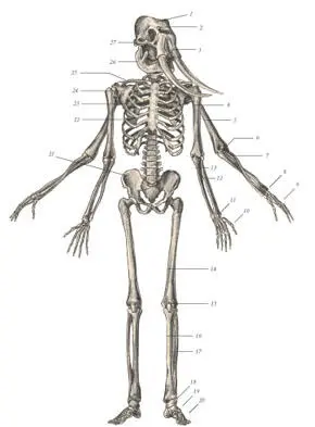 иллюстрация 1 1 Frontal bone 2 Nasal bone 3 Incisival bone 4 1st - фото 47