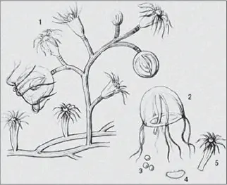 Метаморфозы в природе Колония гидроида отпочковывающая медуз Они оставались - фото 3