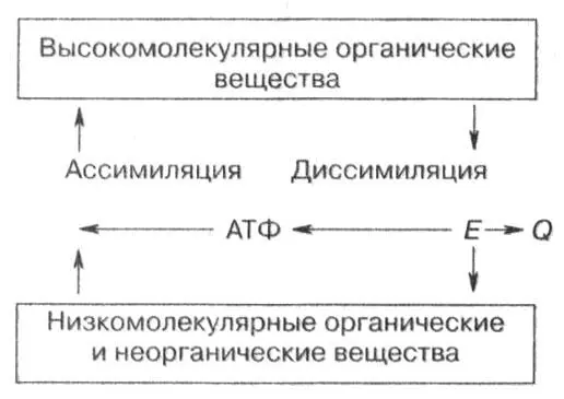 Рис 1 Общая схема обмена веществ и превращения энергии Ассимиляция и - фото 1