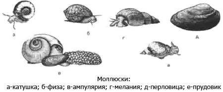 Ограничить размножение моллюсков или полностью удалять их из аквариума вручную - фото 27