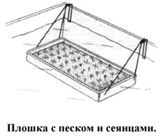 Грунт в плошке заливают водой толщина слоя которой должна быть 35 см - фото 29