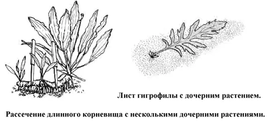 У основания главной жилки при благоприятных условиях образуются молодые - фото 31