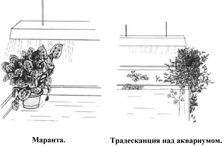 Растения могут приспосабливаться к непривычным для них условиям Известны - фото 33