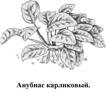 В настоящее время описывается как подвид А Бартера Anubias barteri - фото 38