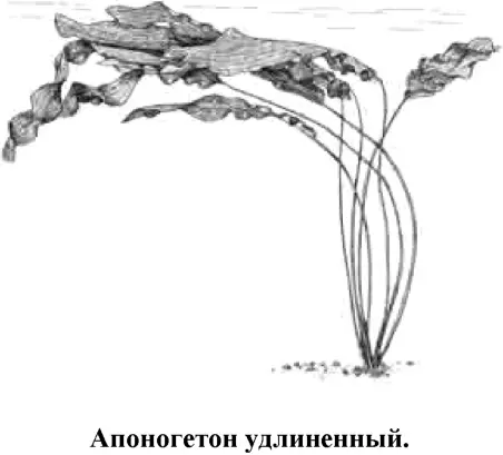 Красивое очень крупное растение с длинными слегка волнистыми яркозелеными - фото 43