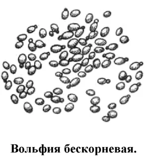 Самое маленькое цветковое растение на Земле Представляет собой очень маленькие - фото 52