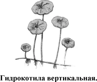 Очень красивое и оригинальное растение с круглыми листьями яркозеленого цвета - фото 60
