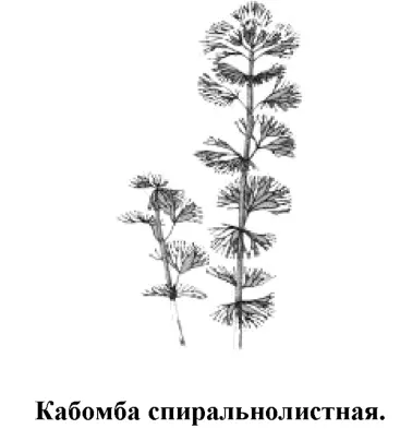 Растение обладает очень красивыми закрученными в спираль тонкими игольчатыми - фото 64