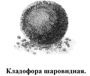Это оригинальное шаровидное растение представляет собой колонию зеленых - фото 65