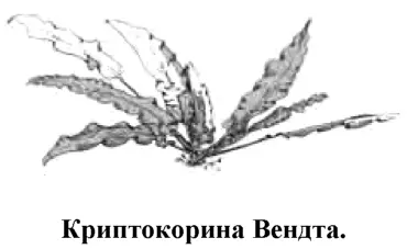 В настоящее время в культуре встречаются четыре основные формы этого растения - фото 72