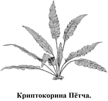 Очень красивая довольно требовательная к условиям содержания криптокорина - фото 75